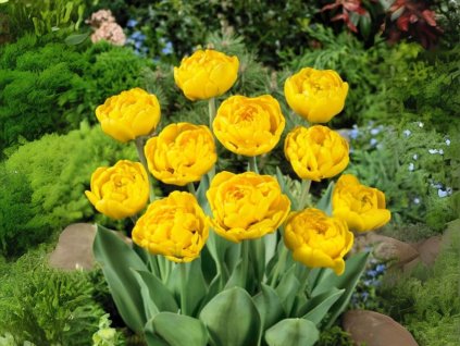 Cibuľoviny Tulipán Yellow Pompenette 7 ks