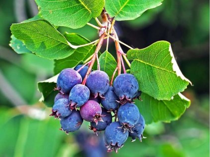 Muchovník jelšolistý Martin 40-70 cm, kont. 1-2 l - Amelanchier