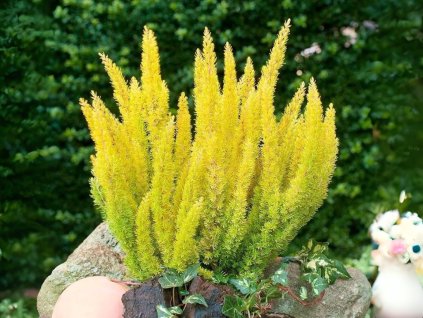 Vresoviskové rastliny Vresovec stromovitý Erica arborea ‘Albert’s Gold’