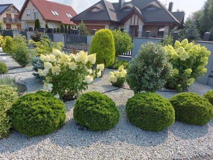 Tuja západná DANICA 20-30 cm, kont. p9