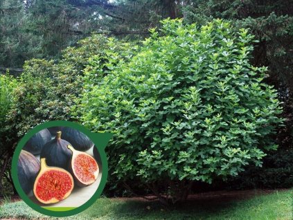 Drobné ovocie Figovník Black Mission 120 140 cm