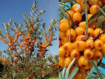 Rakytník rešetliakový FRIESDORFER ORANGE samoopelivý 60-80 cm, kont. 4 l