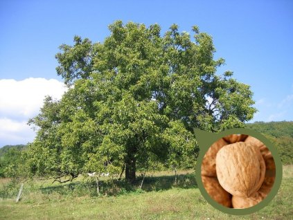 Ovocné stromy Orech kráľovský Saturn