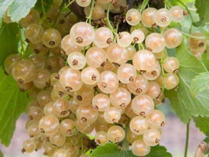 Ríbezľa kríková Blanka 30-50 cm, kont. 2 l