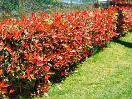 Okrasné kry Červienka fraserová Little Red Robin cca 20 cm(1)