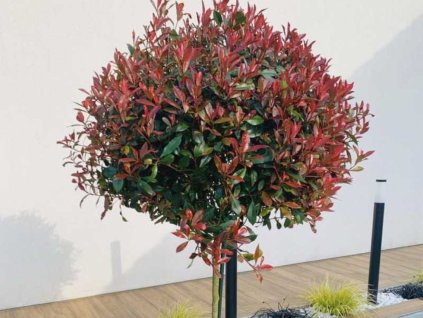 Dreviny na kmienku Červienka fraserová Carre Rouge na cca 60 cm kmienku(1)
