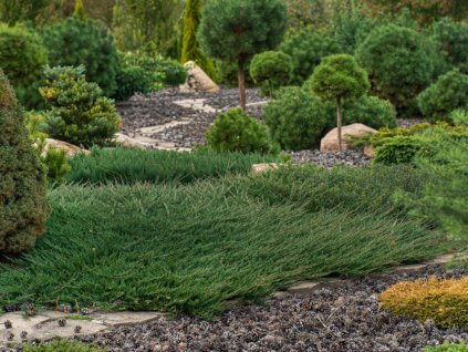 Okrasné kry Borievka obyčajná Green Carpet(1)