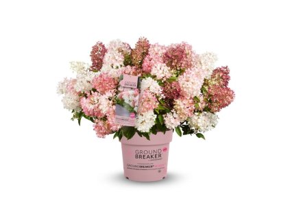 Okrasné kry Hortenzia metlinatá Groundbreaker Blush(1)