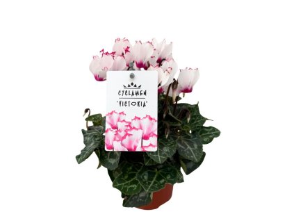 Izbové rastliny Cyklamén Metis Victoria White Pink(1)