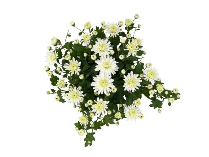 Jesenné kvety Chryzantéma Garden Mum White(1)