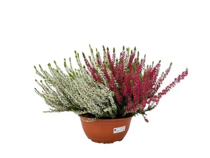 Jesenné kvety Vres Beauty Ladies Duo červenobiely(1)