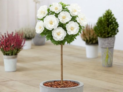 Dreviny na kmienku Ibištek sýrsky White Chiffon na cca 70cm kmienku, výška 100 120cm(2)