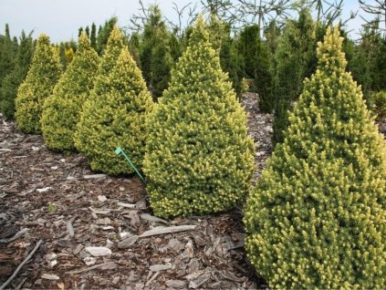 Okrasné stromy Smrek biely Rainbows end cca 25 cm(1)