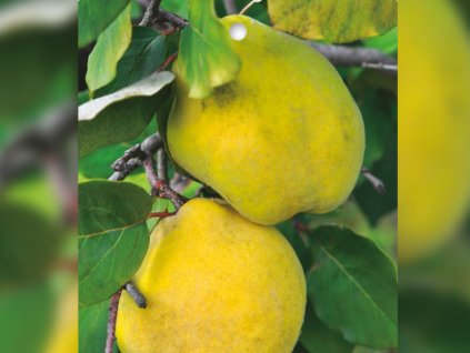 Dizajn bez názvu(46)