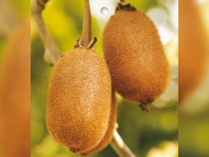 Dizajn bez názvu(136)