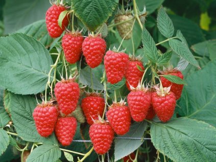 drobné ovocie ducplant(174)
