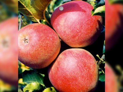 Dizajn bez názvu(17)