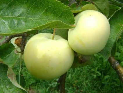 ovocne stromy ducplant(141)