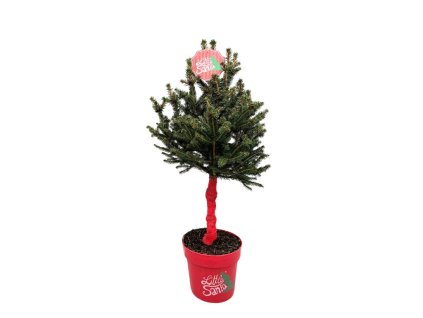 SmrekbielyLittleSanta (1)