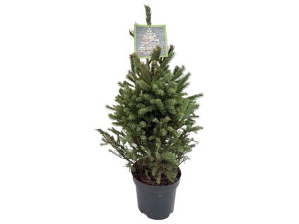 SmrekbielySuperGreen