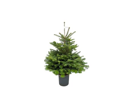 Jedľa normandská(5)