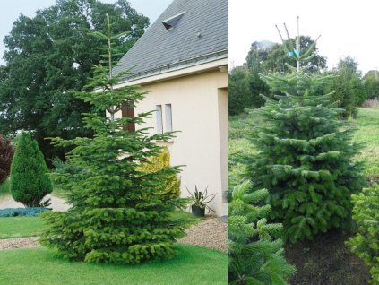 Jedľa normandská 100-125 cm v kvetináči, kont. C10