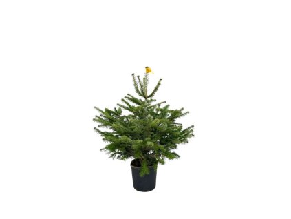 Jedľa normandská(3)