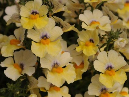 Letničky Nemézia Sunsatia Little Vanilla