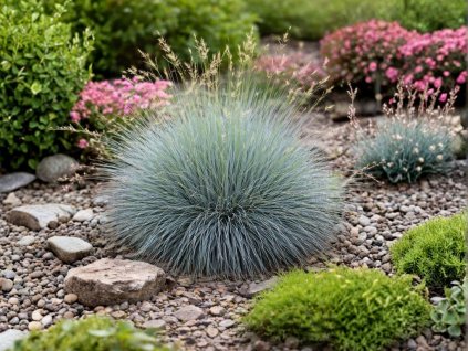 Okrasné trávy Kostrava sivá Blue Select