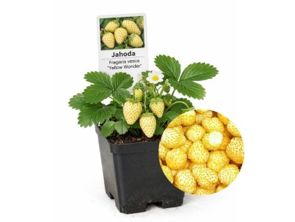 Jahody Jahoda lesná stálerodiaca Yellow Wonder (1)