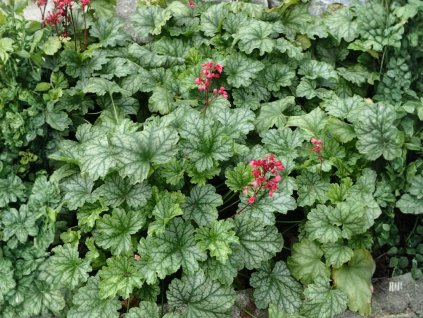 Trvalky Heuchera Dales Strain(1)