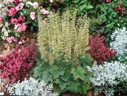 Trvalky Heuchera villosa Macrorrhiza