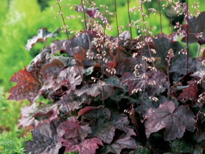 Trvalky Heuchera Palace Purple(1)