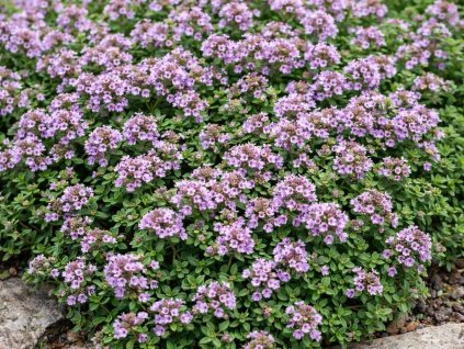 Trvalky Materina dúška úzkolistá Shepards