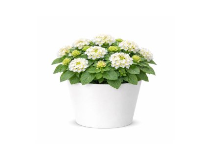 Letničky Lantana Lantropics White