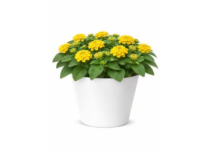 Letničky Lantana Lantropics Yellow(1)