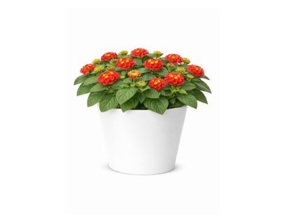 Letničky Lantana Lantropics Red(4)