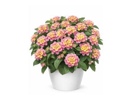Letničky Lantana Lantropics Lemon Pink(1)