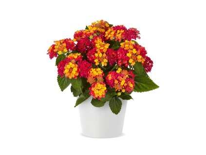 Letničky Lantana Lantropics Magenta