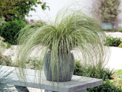 Okrasné trávy Ostrica chocholatá Frosted Curls