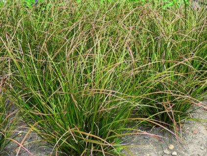 Okrasné trávy Ostrica Howardova Phoenix Green