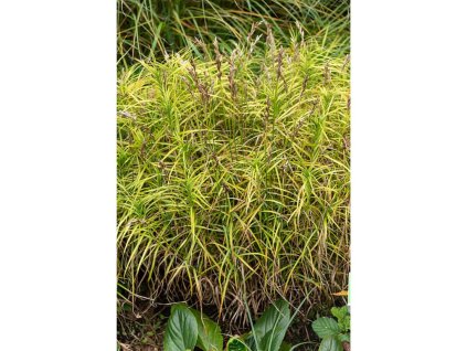 Okrasné trávy Ostrica muskingumenská