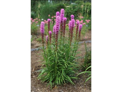 Trvalky Liatra klasnatá Kobolt