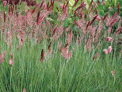 Okrasné trávy Melinis nerviglumis Savannah(1)