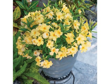 Letničky Mandevila Sundaville Gold