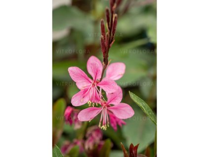 Trvalky Gaura lindheimerova Flamingo Pink
