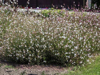 Trvalky Gaura lindheimerova Flamingo Snow(1)