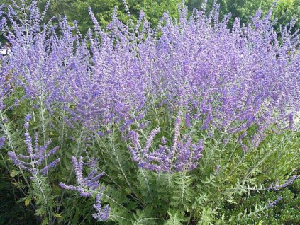 Trvalky Perovskia lebedolistá Blue Spire