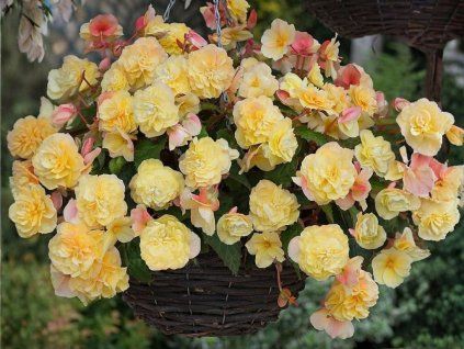 Letničky Begónia Fragrant Falls Lemon (1)