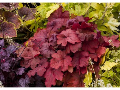 Trvalky Heuchera Fire Alarm(3)